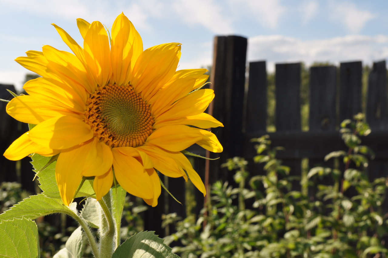 Sunflower on background sky
