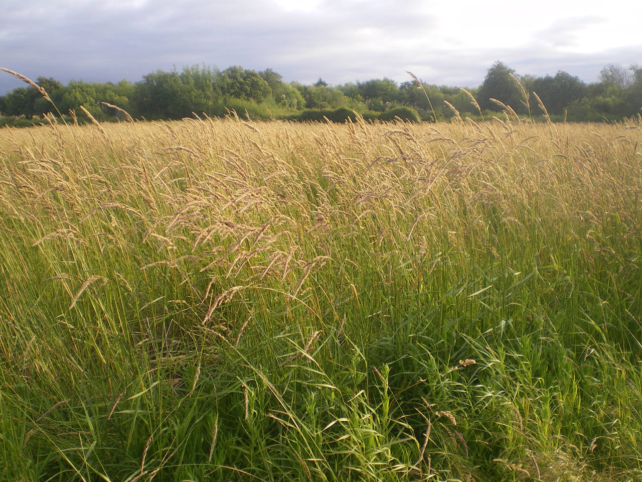 tall grass in a field