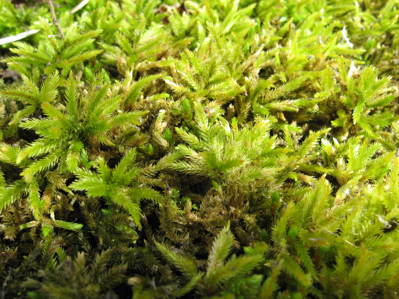Thick Moss Texture