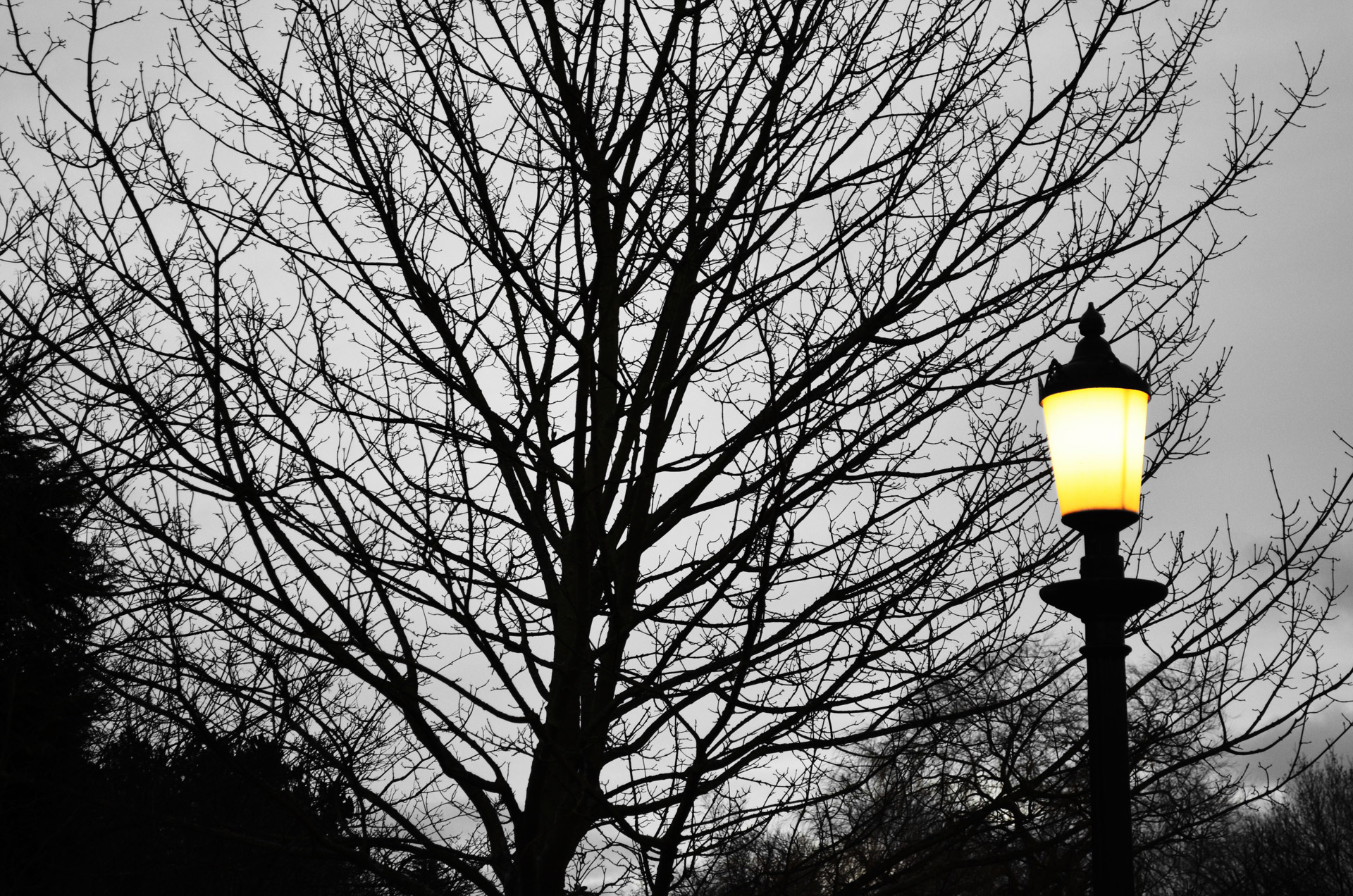 Tree And Street Lighting