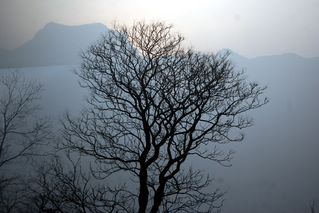 tree silhouette northern Henan Province at Tai Hang Mountains
