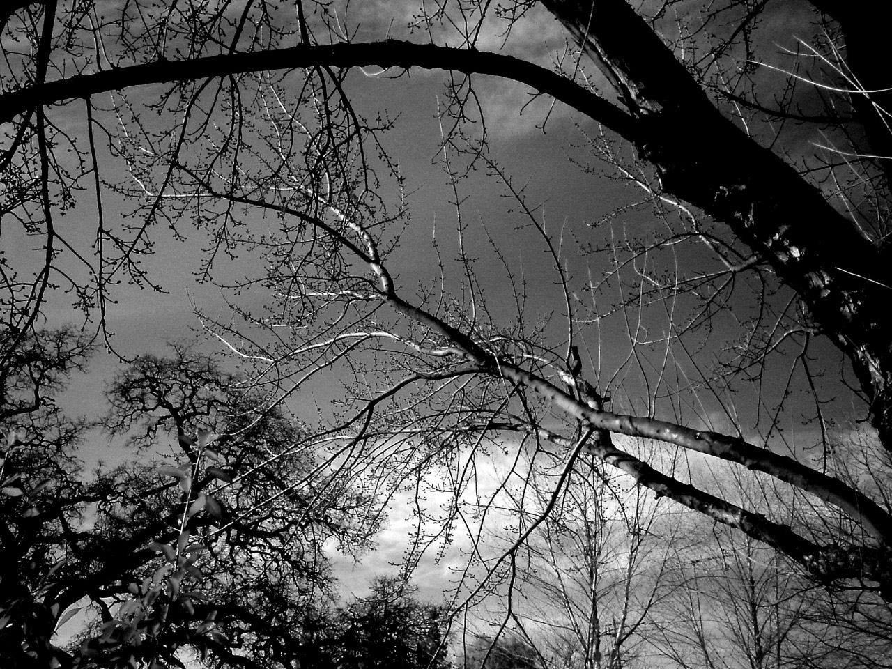 Branches in infrared