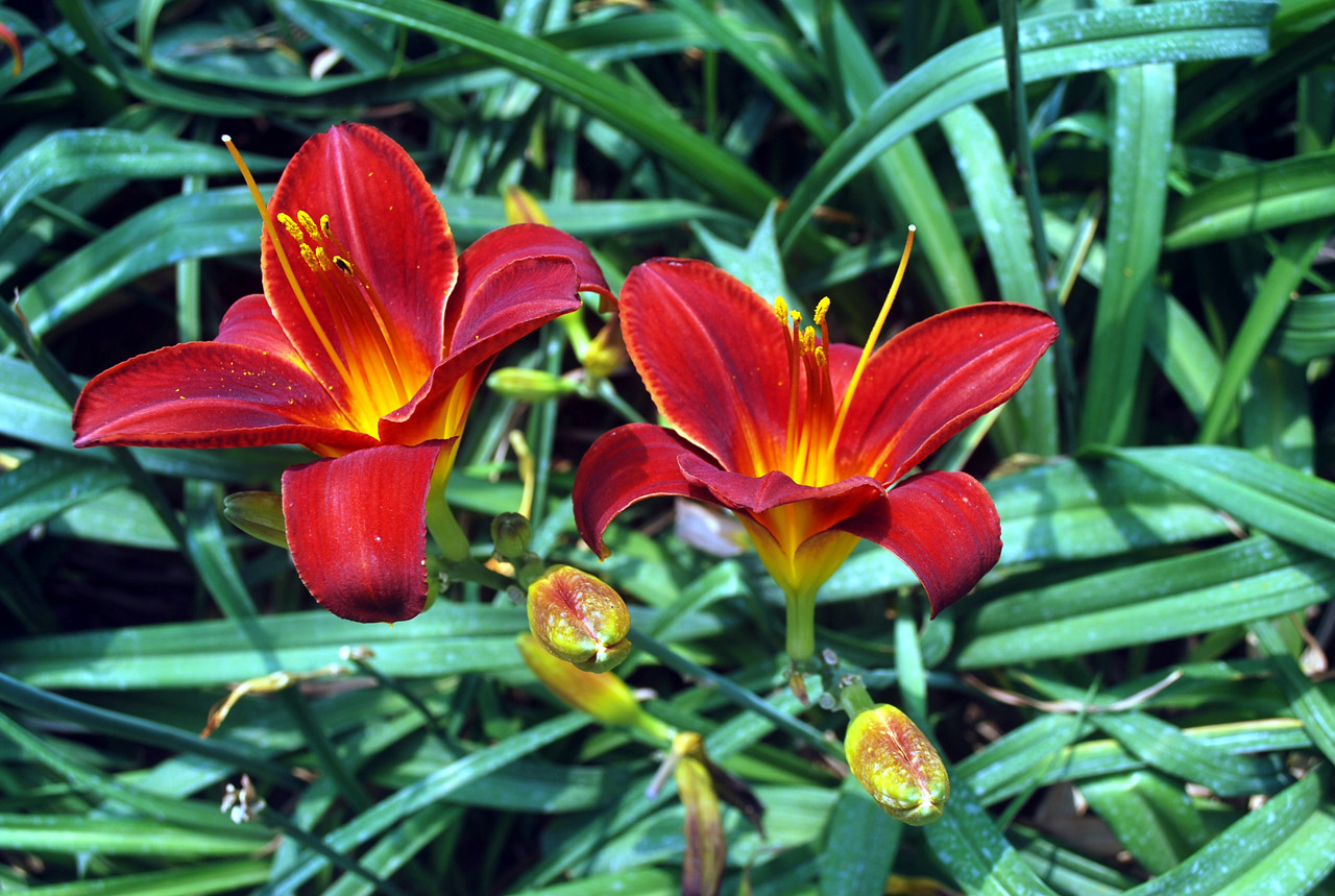 two blood red lilies