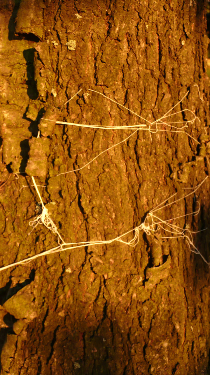 white twine on the trunk