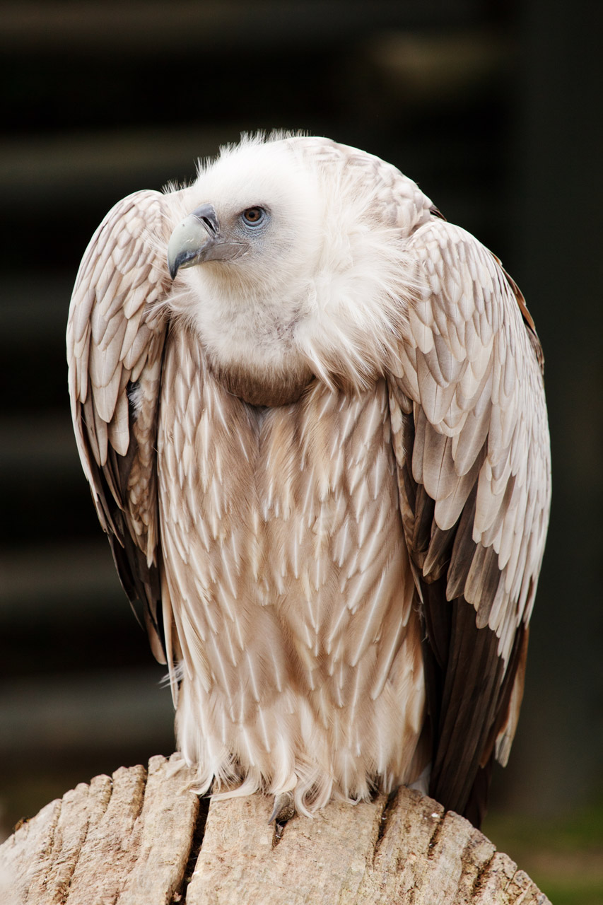 Vulture Free Stock Photo - Public Domain Pictures