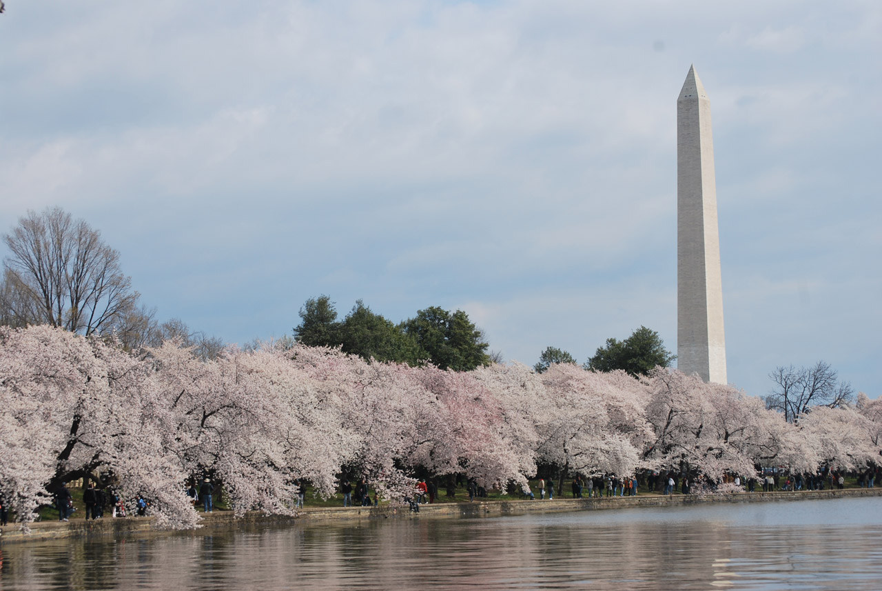 Washington Monument soaring above cherry trees
