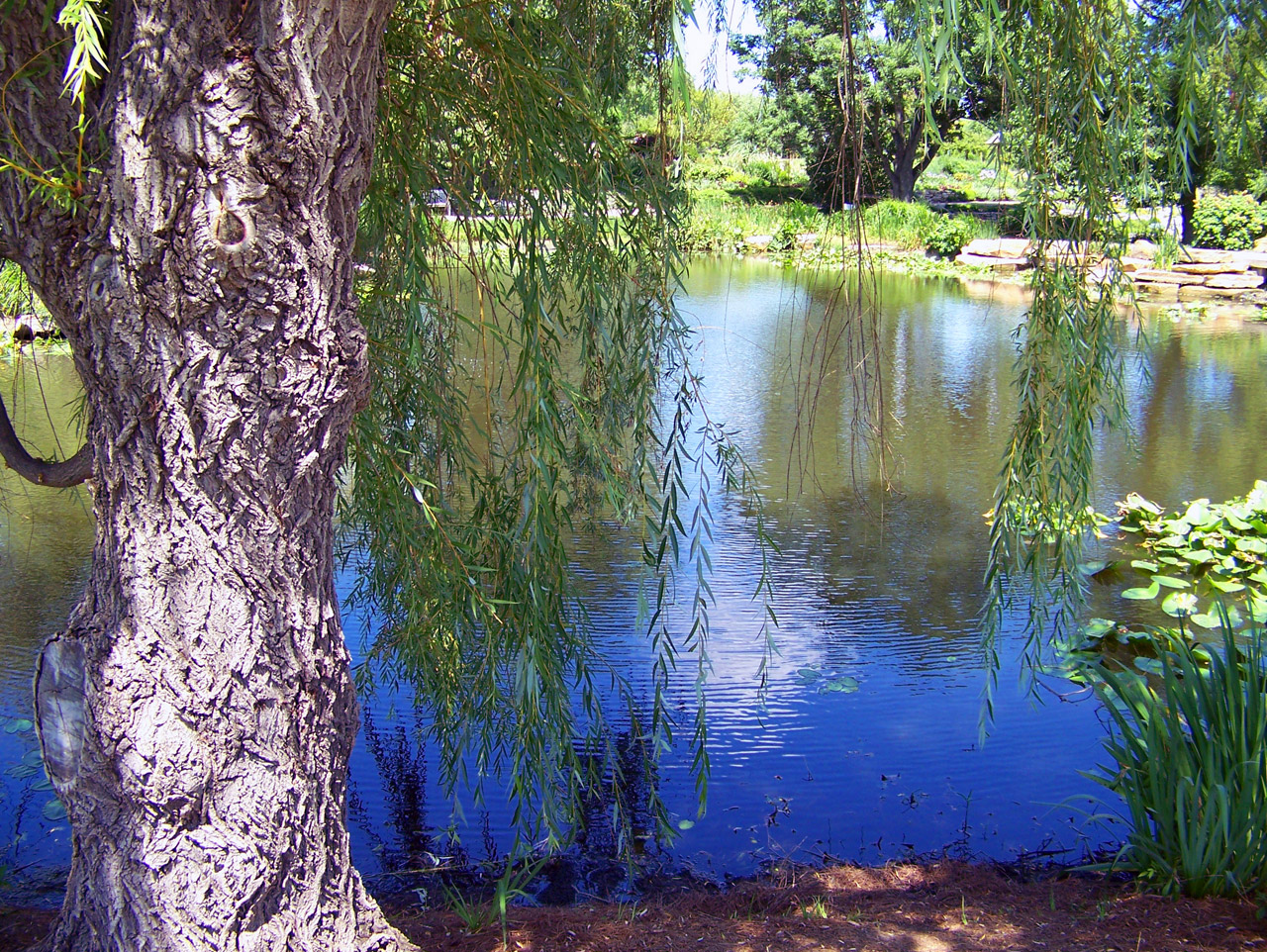 Weeping willow tree beside a pond