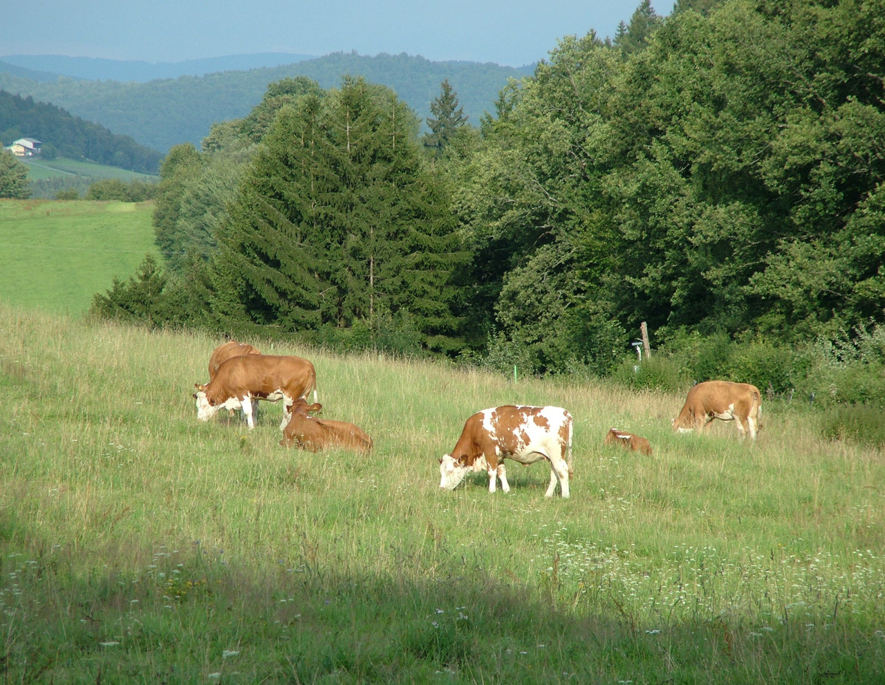 Cattle on pasture