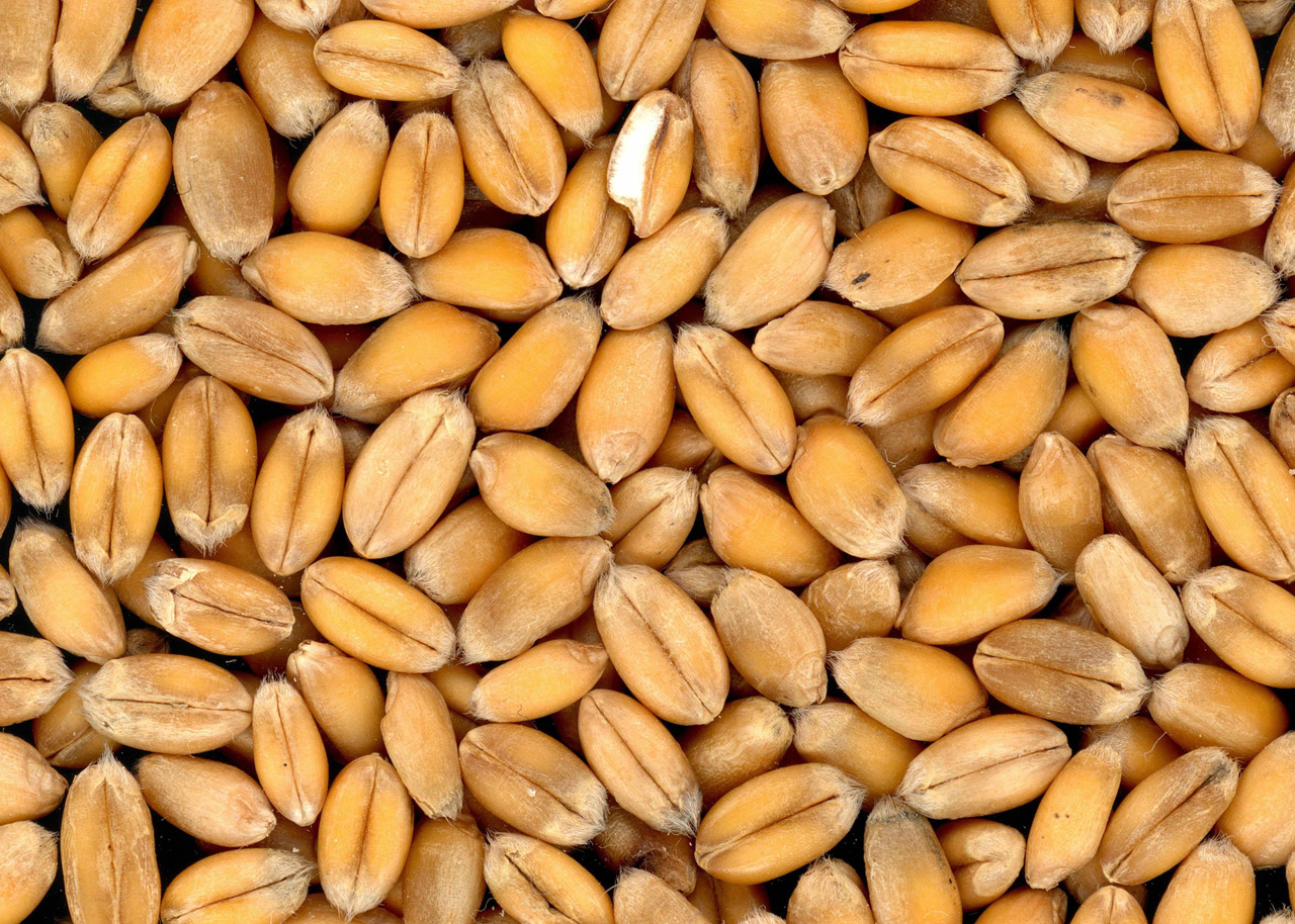 Scan of wheat grains