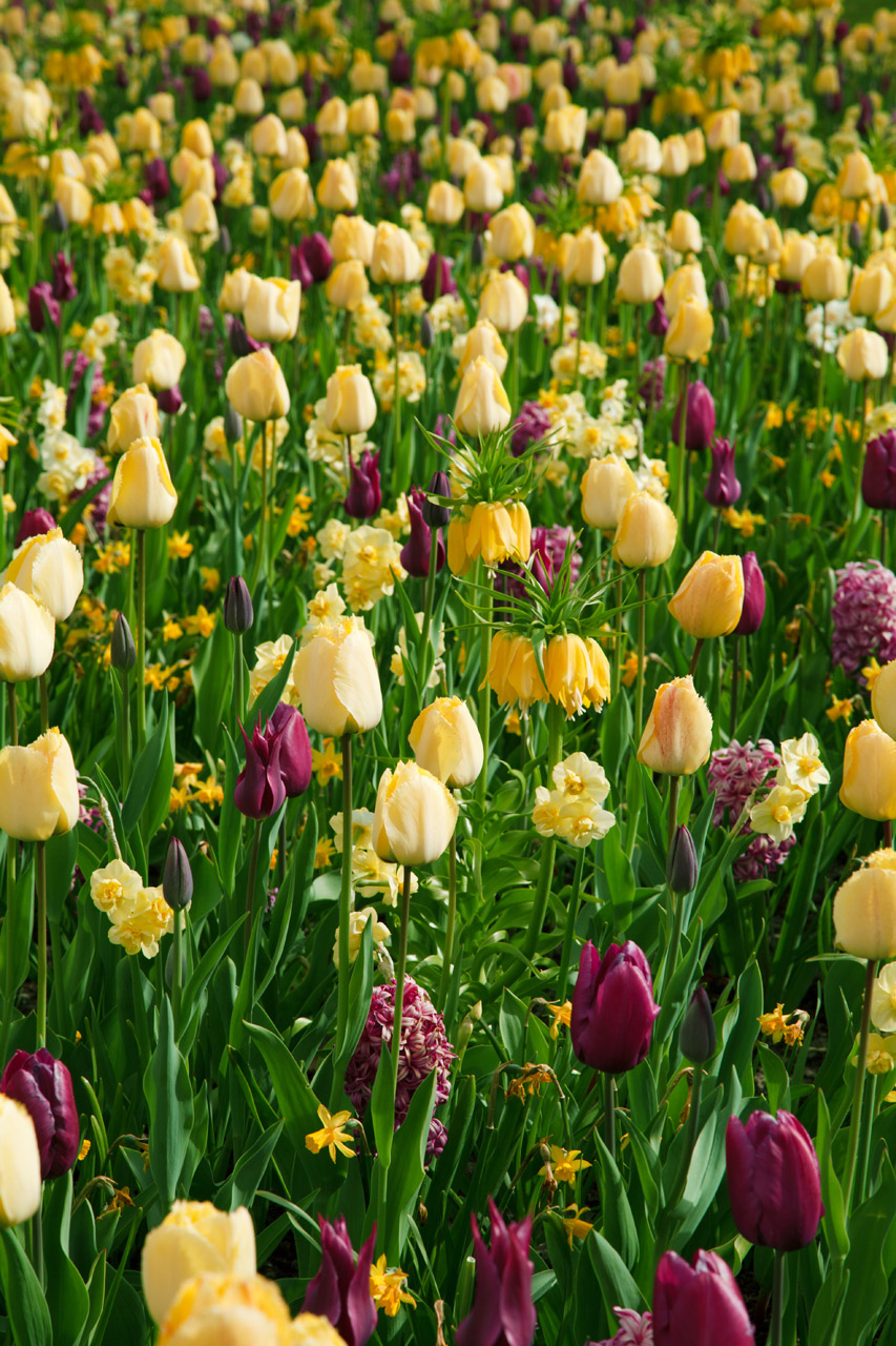 Yellow And Purple Tulips