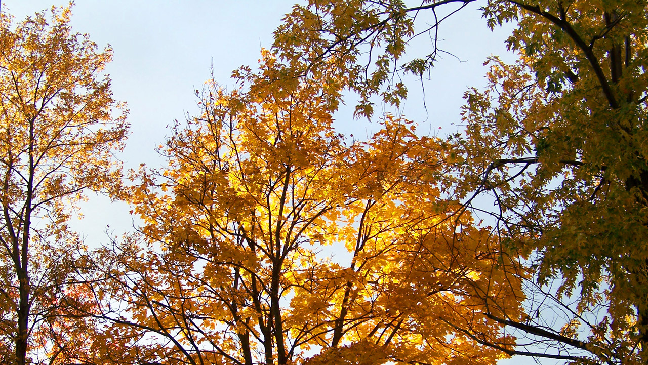 Yellow maple tree leaves in autumn