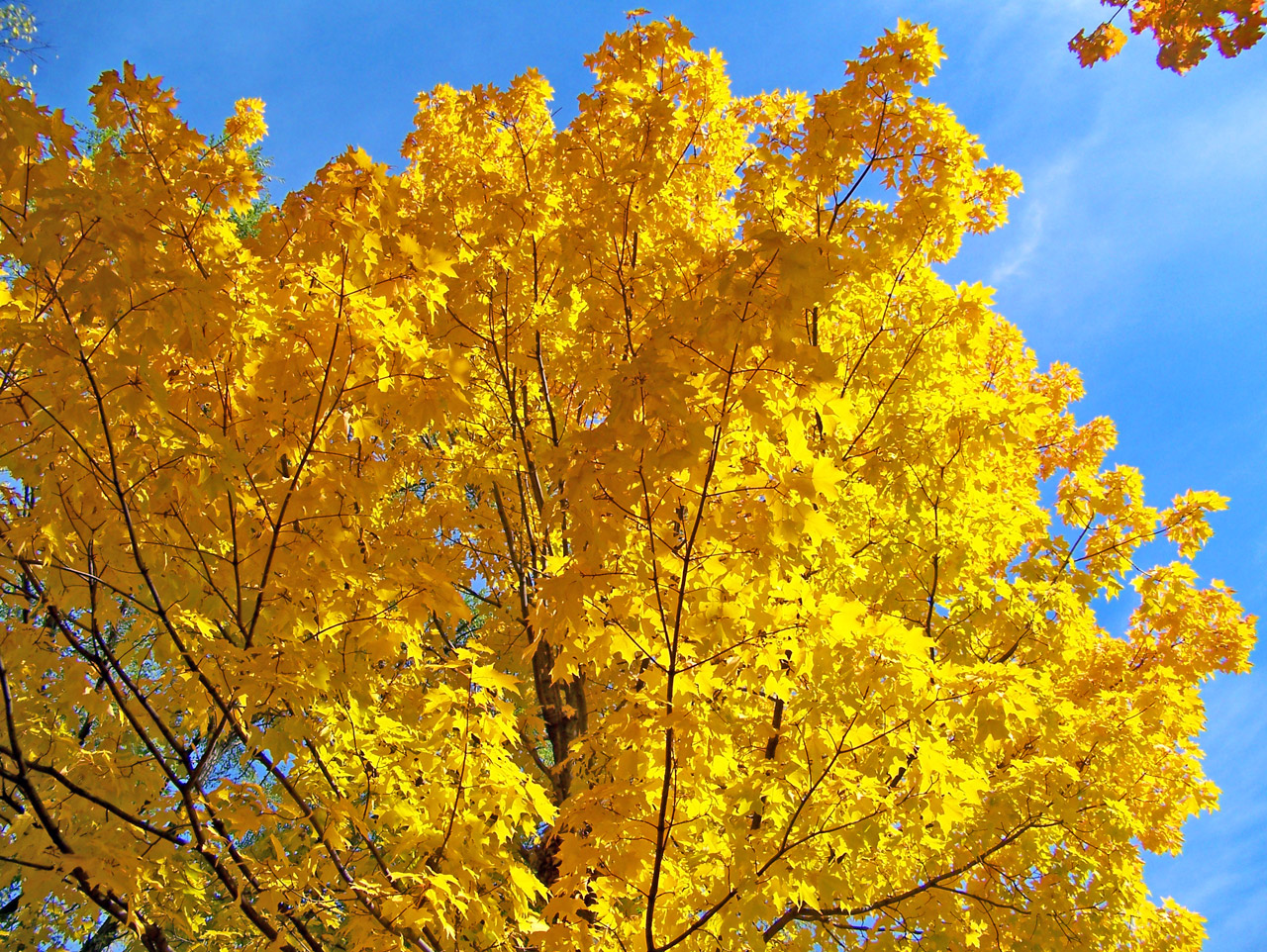 Yellow Maple Tree Branches