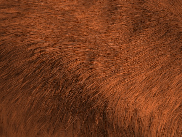Brown Fur Stock Photos, Images and Backgrounds for Free Download