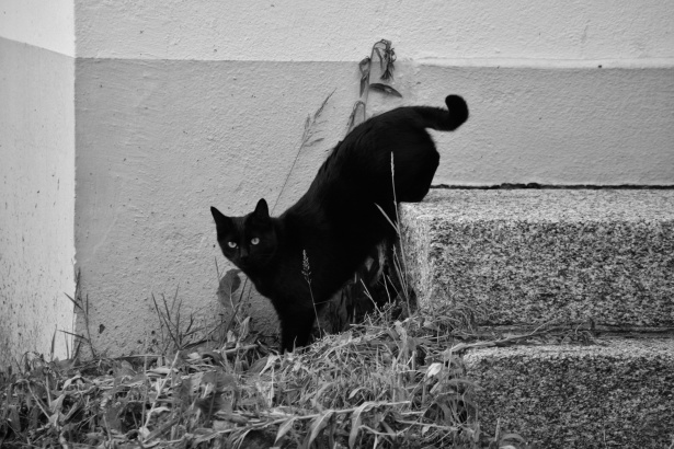 Fekete macska a lépcsőn Szabad kép - Public Domain Pictures