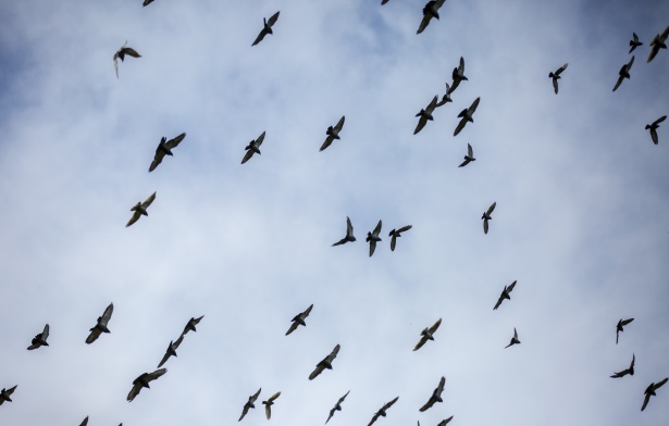 Flygande fåglar Gratis Stock Bild - Public Domain Pictures
