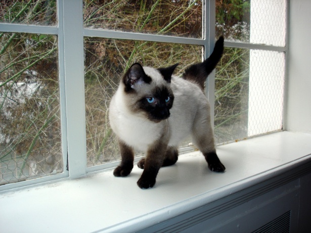 Sziámi Kitty Cat Szabad kép - Public Domain Pictures