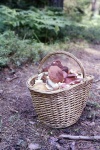 Basket With Mushrooms
