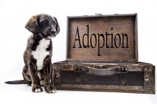 Adoption Background With Dog