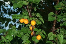 Apricots On Tree