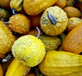 Assorted Gourds