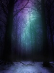 Aurora Woods At Night