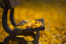 Bench And Autumn Leaves