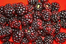 Blackberries On Red Background