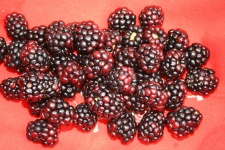 Blackberries On Red Cloth