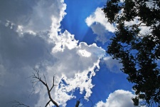 Bright Cloud And Tree