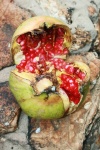 Broken Pomegranate
