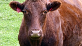 Brown Cow Face