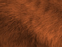 Brown Fur Background