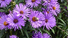 Bumblebee On Purple Flower