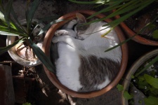 Cat In A Flower Pot