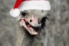 Christmas Ostrich