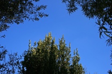 Close Up Of Three Trees