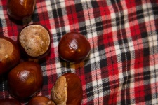 Conkers In The Grass