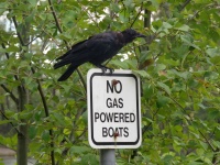 Crow And Sign