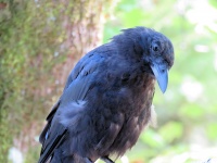 Curious Crow