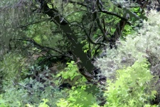 Cutout Image Of Foliage And Tree
