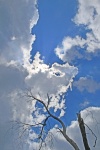 Cutting Edge Cloud And Dead Tree