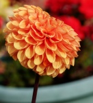 Dahlia Orange Flower