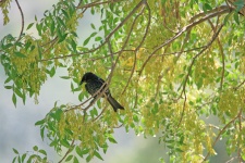 Dark Bird In Tree