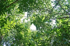 Dense Foliage With Some Sky Patches