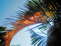 Discoloured Palm Leaf