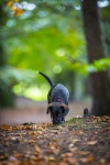 Dog In Forest