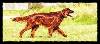 Dog Irish Setter Painting
