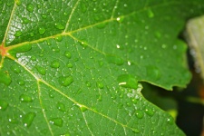 Drops Of Water On Vine Leaf