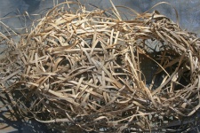 Fallen Birds Nest 2