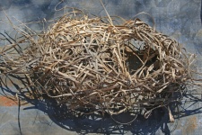 Fallen Birds Nest